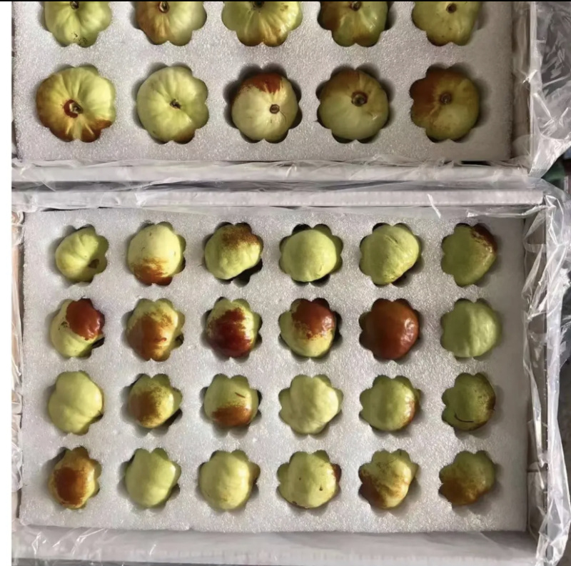 云南蟠枣大量上市全国发货对接全国市场电商商超