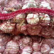 精品大蒜大量有货产地直发一手货源价格美丽