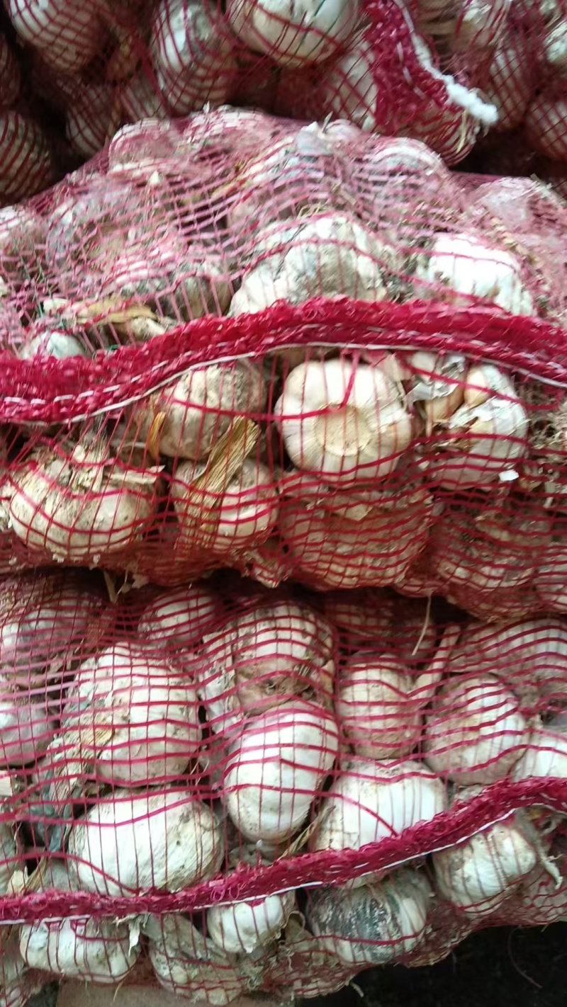 精品大蒜大量有货产地直发一手货源价格美丽