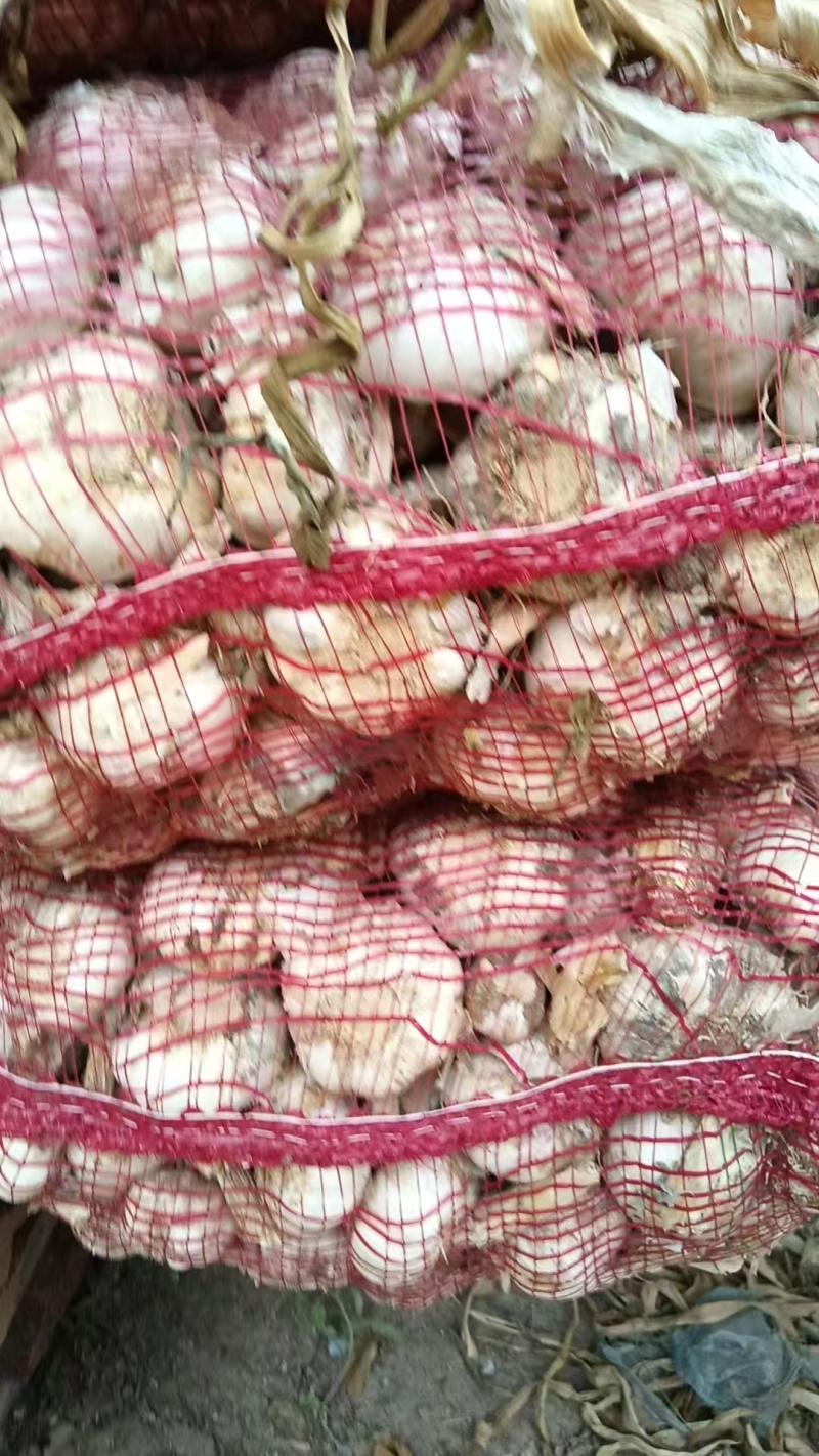 精品大蒜大量有货产地直发一手货源价格美丽
