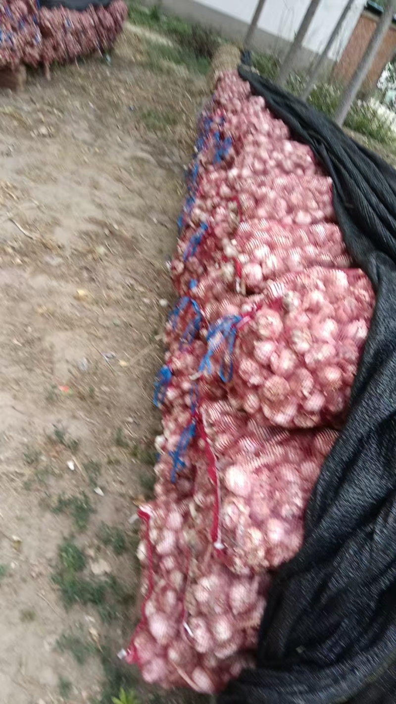 精品大蒜大量有货产地直发一手货源价格美丽