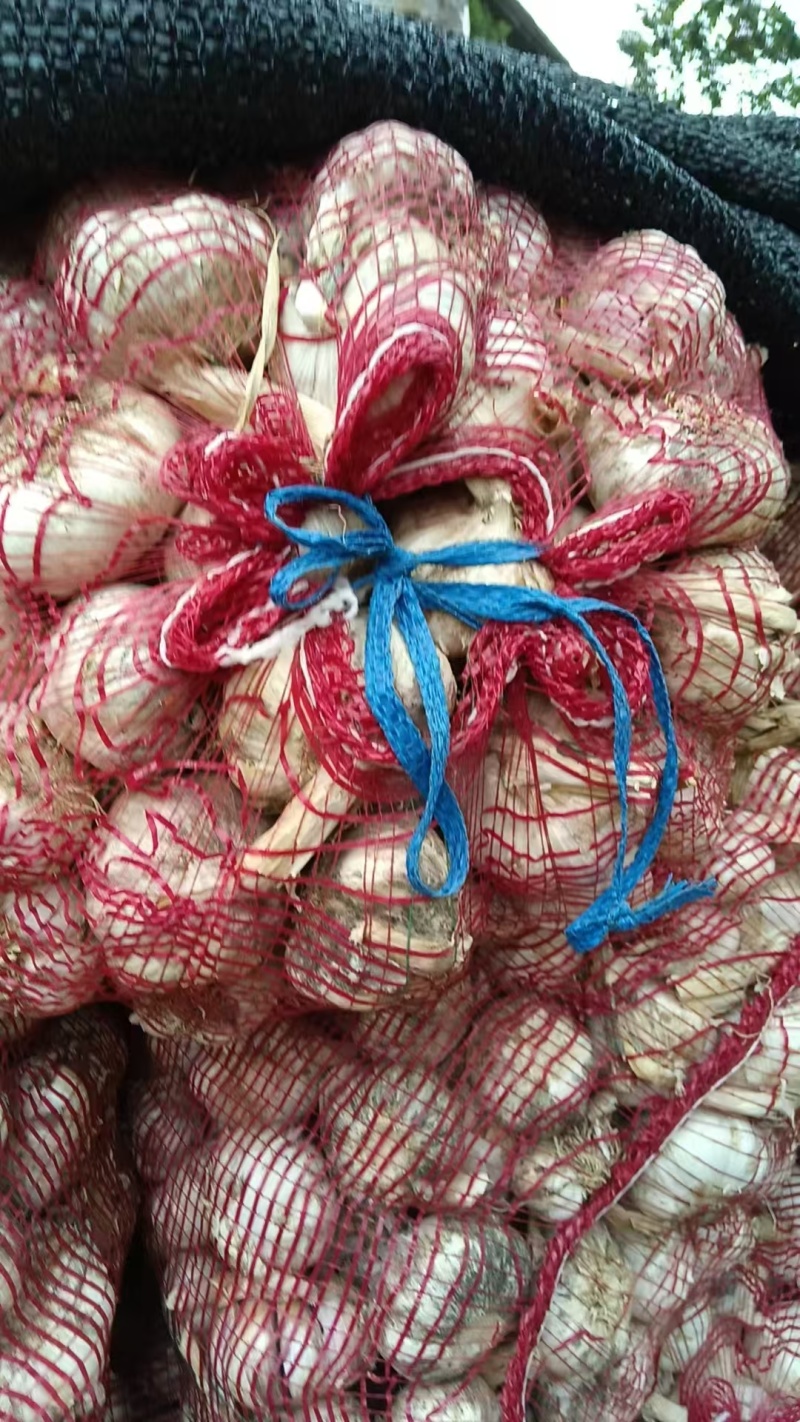 精品大蒜大量有货产地直发一手货源价格美丽