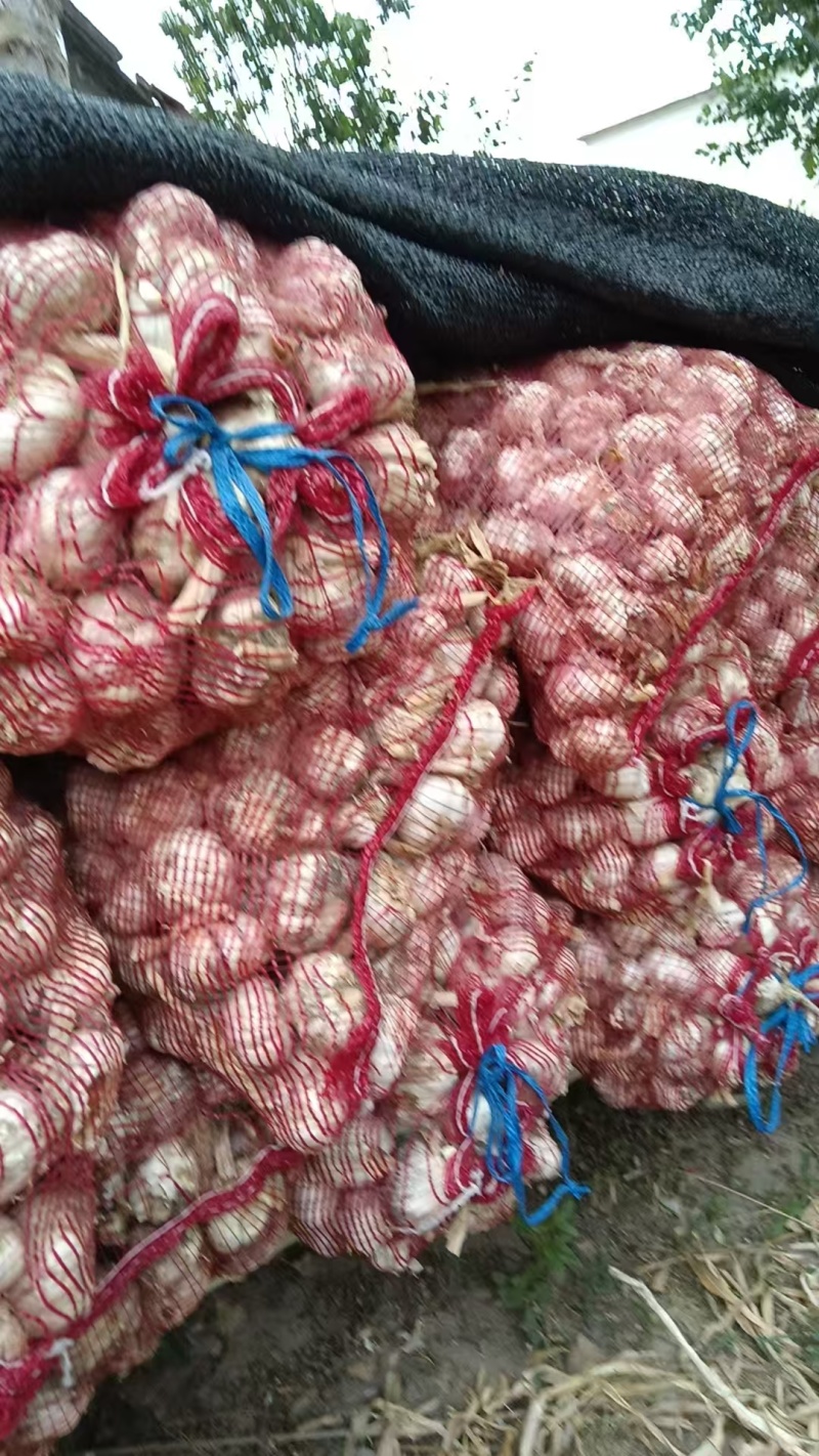 精品大蒜大量有货产地直发一手货源价格美丽
