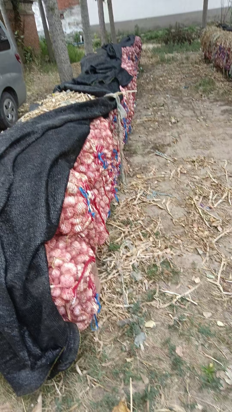 精品大蒜大量有货产地直发一手货源价格美丽