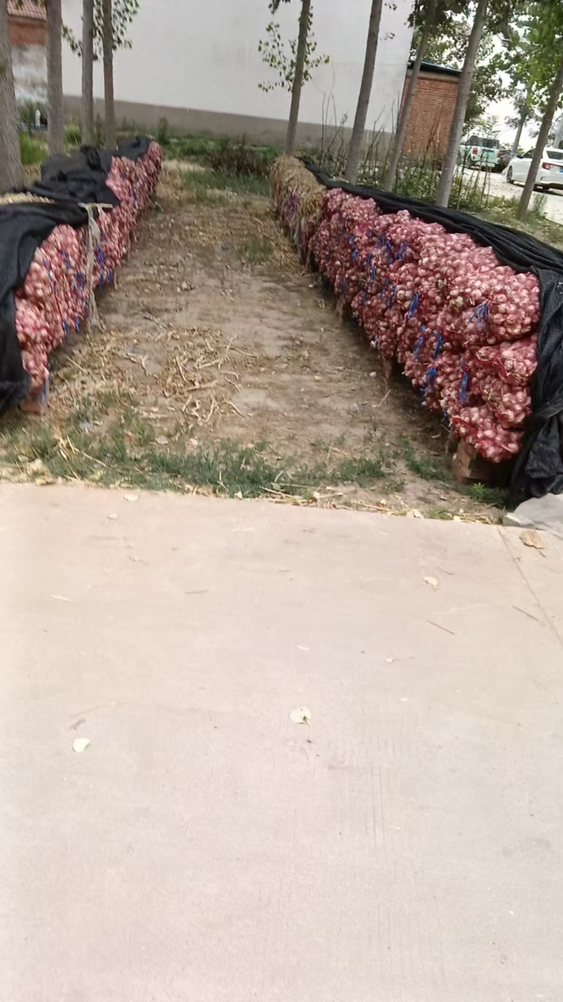 精品大蒜大量有货产地直发一手货源价格美丽