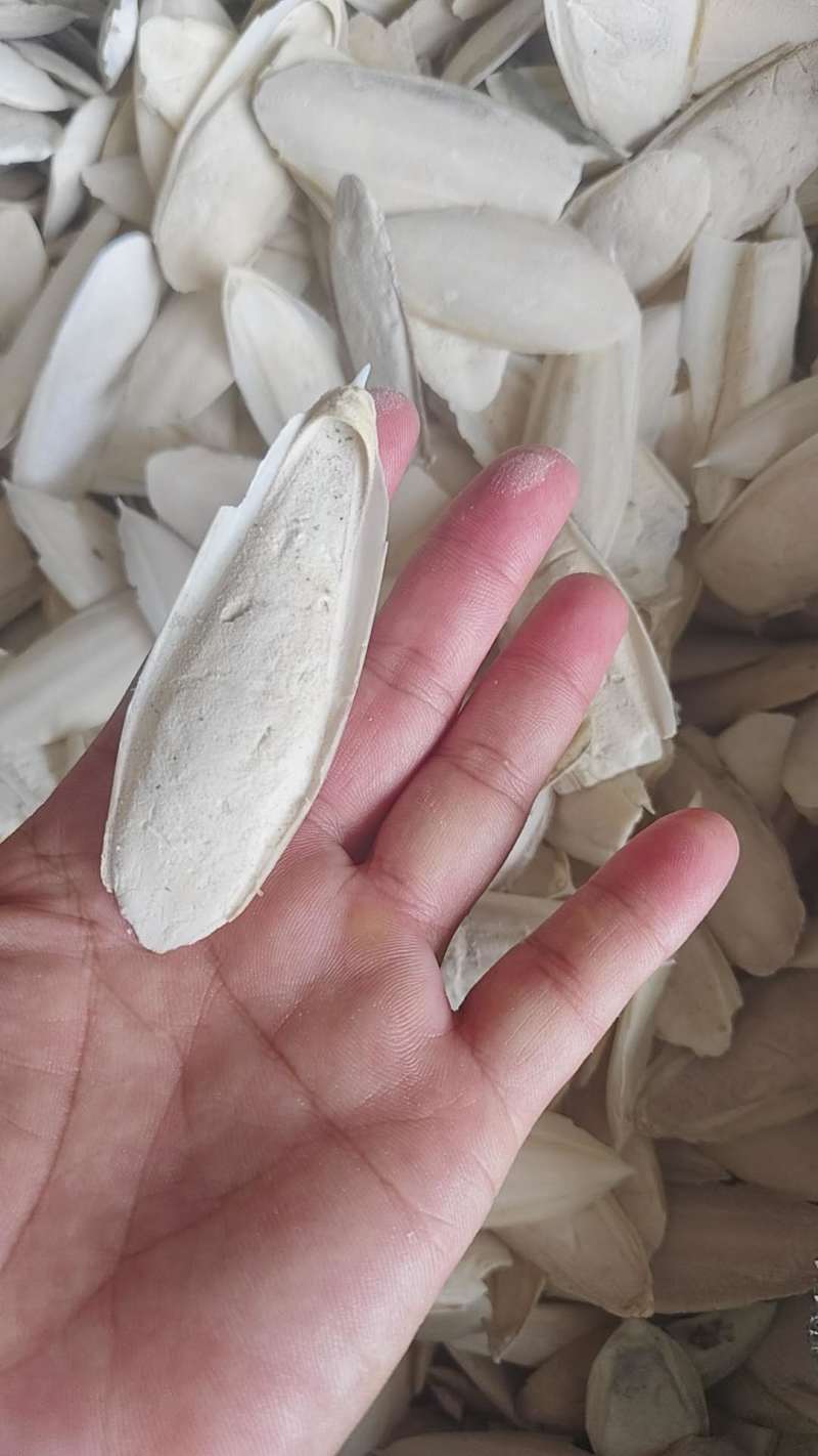 海螵蛸产地一手货源常年供应全国发货可视频看货