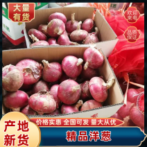 山东优质洋葱，大量供应全国各地红皮洋葱可承接各大平台