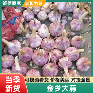 【牛商推荐】山东优质大蒜全国各发货金乡大蒜山东大蒜