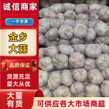 金乡大蒜，个头匀称，规格齐全，诚信代全国各大市场