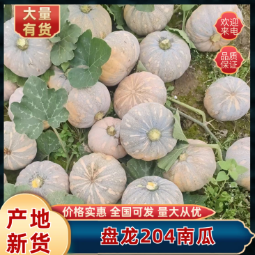 湖北《盘龙204南瓜》基地直供可视频看货,一手货源一条龙