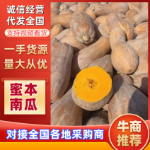 金韩蜜本南瓜产地发货五斤打底.一手货源.视频