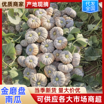 精品金磨盘南瓜产地发货品质保证对接各类客户