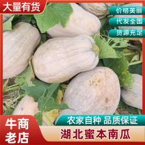 娃娃蜜南瓜产地直发欢迎咨询合作品质保证