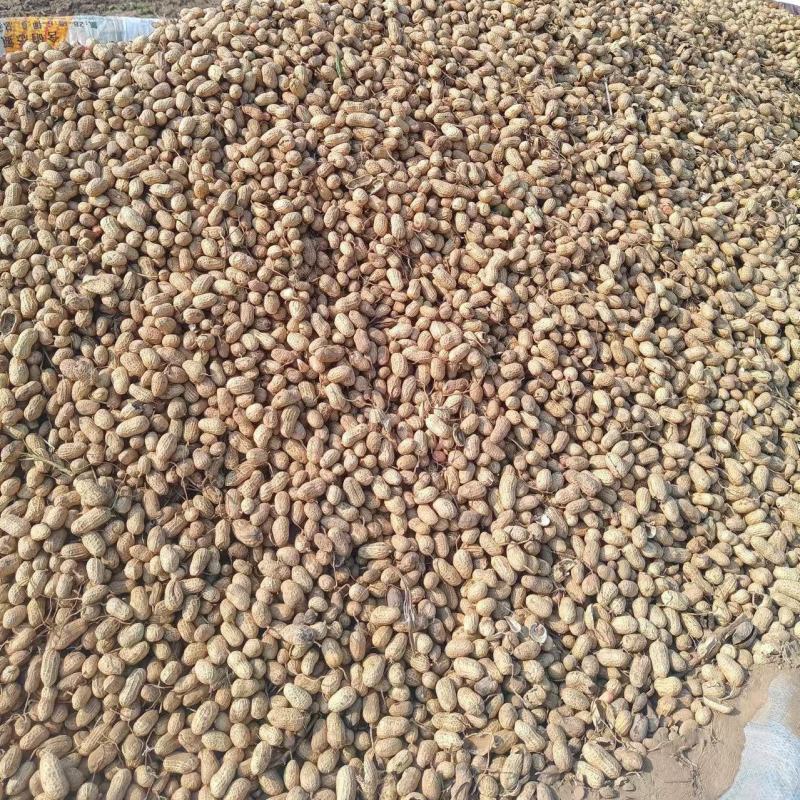 河南罗汉果花生产地直发货源充足新鲜发货对接批发市场