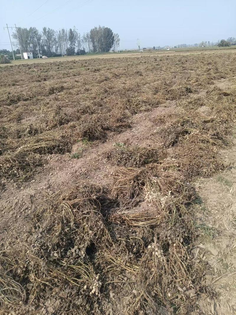 河南罗汉果花生产地直发货源充足新鲜发货对接批发市场