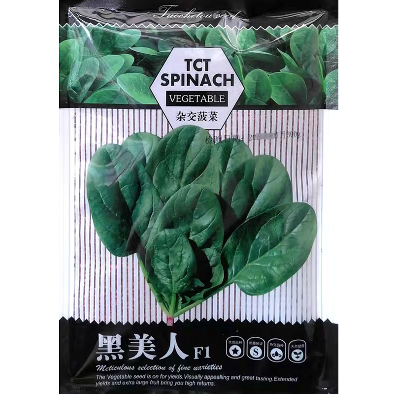 夏季黑美人菠菜种子墨绿色大圆叶菠菜籽耐热性好直立抗病