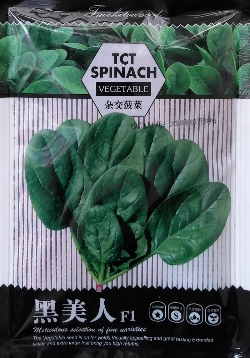 夏季黑美人菠菜种子墨绿色大圆叶菠菜籽耐热性好直立抗病