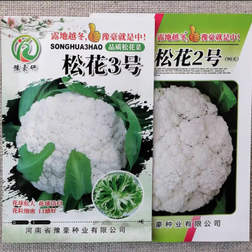 松花2号松花3号花椰菜种子花菜种子春秋越冬露地青梗