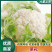 甘肃精品菜花规格齐全菜花散花大量供应产地直发价格实惠