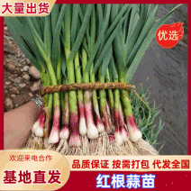 甘肃精品红根蒜苗大量上市全国可发欢迎各地客商来电质询