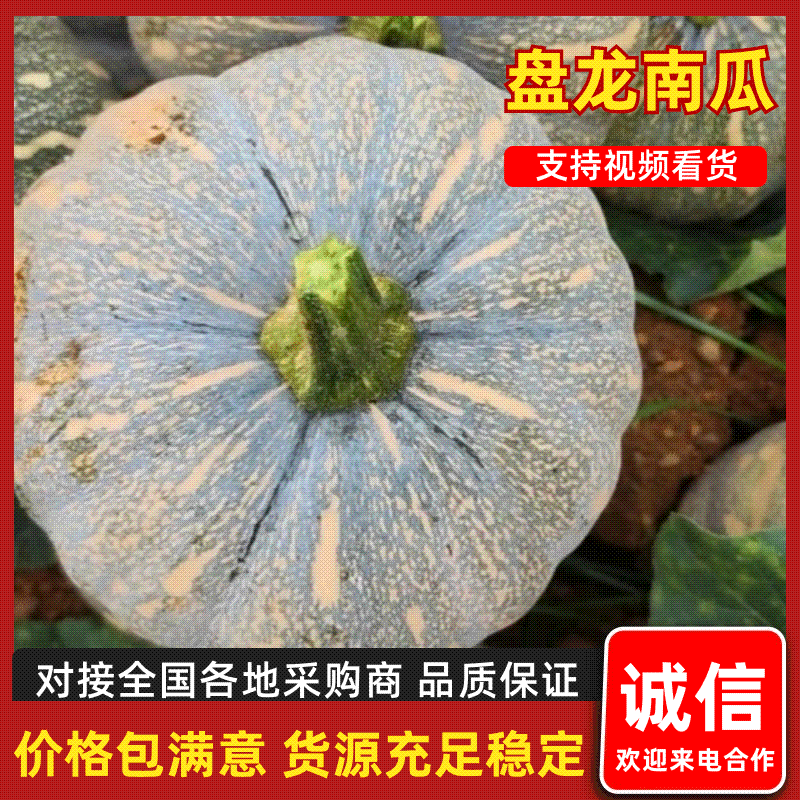 湖北精品南瓜盘龙204全国可发量大质优价格优惠欢迎来电质