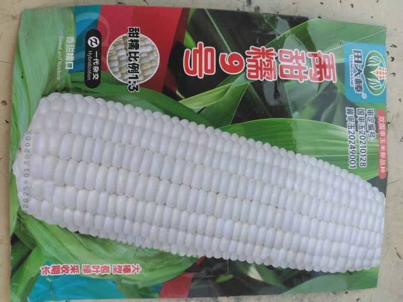 商丘精品糯玉米大量上市，货源充足量大从优诚信经营致电联系