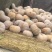 湖北精品南瓜盘龙204全国可发量大质优价格优惠欢迎来电质
