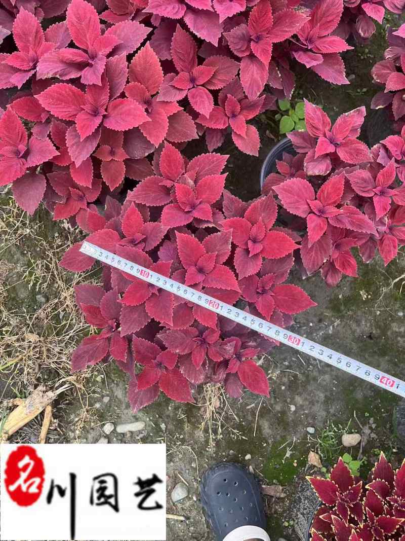 四川彩叶草杯苗盆苗批发彩叶草基地直供花境花坛花卉租摆