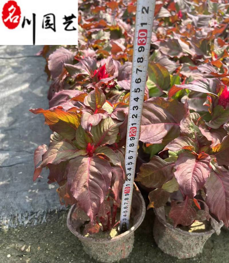 四川彩叶草杯苗盆苗批发彩叶草基地直供花境花坛花卉租摆