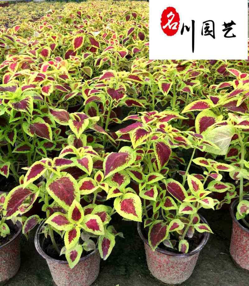 四川彩叶草杯苗盆苗批发彩叶草基地直供花境花坛花卉租摆