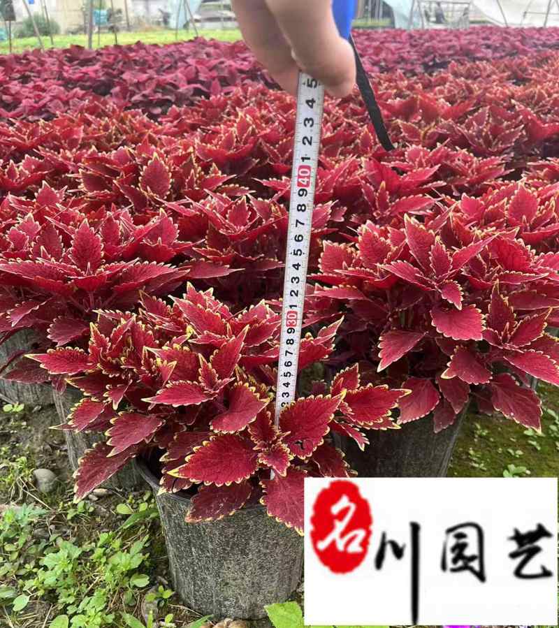 四川彩叶草杯苗盆苗批发彩叶草基地直供花境花坛花卉租摆