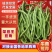 【四季豆】架豆王豆角基地直发供应全国市场电商商超