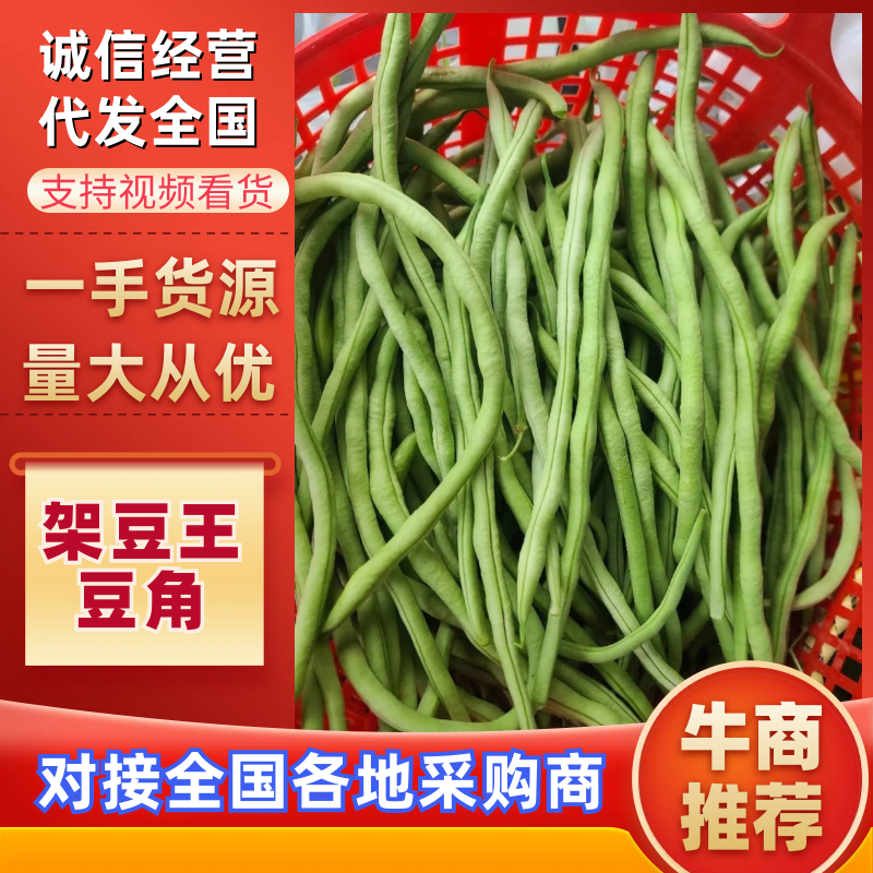 【四季豆】架豆王豆角基地直发供应全国市场电商商超