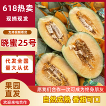 新疆哈密瓜晓蜜25哈密瓜货源充足基地直发欢迎来电咨询