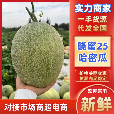 海南晓蜜25哈密瓜包熟包甜大量供应支持视频实地看货