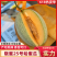 民勤晓蜜25哈密瓜甘肃哈密瓜大量供应供应市场电商商超