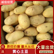 沃土黄心土豆大量上市，24小时在线，支持视频看货发货。