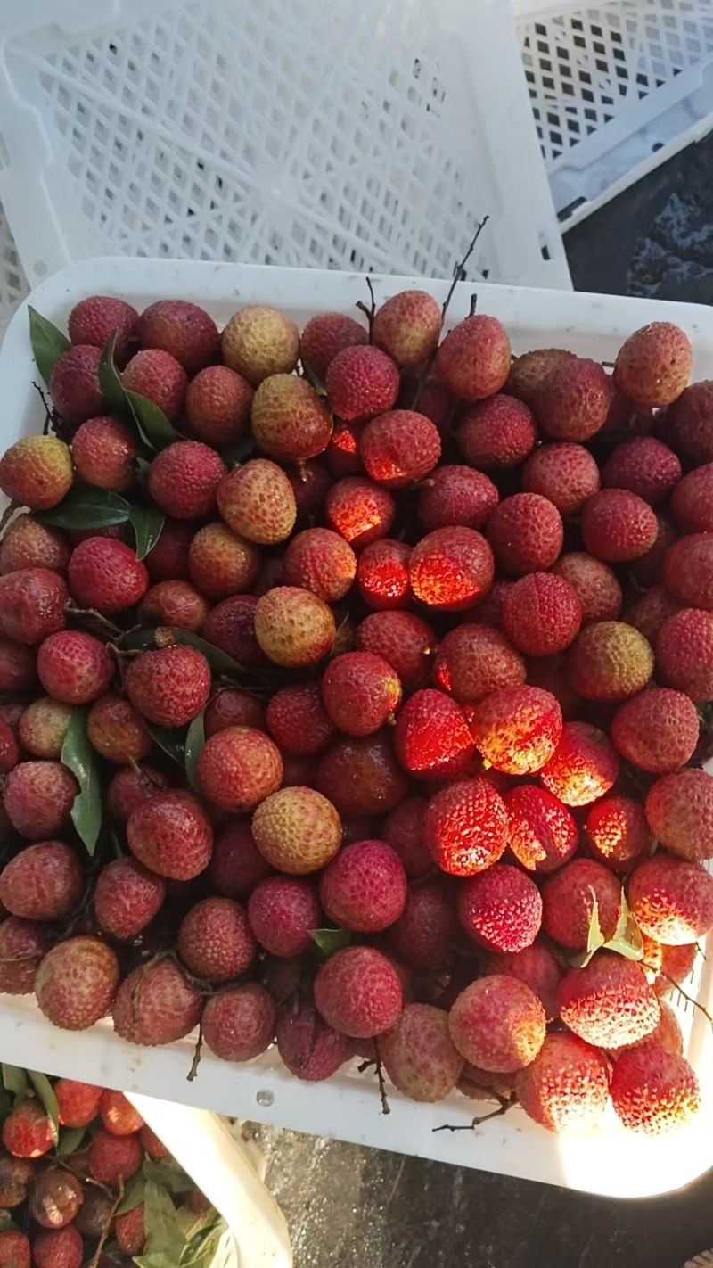热销广东荔枝白糖罂荔枝当季荔枝现摘现发水分足口感甜