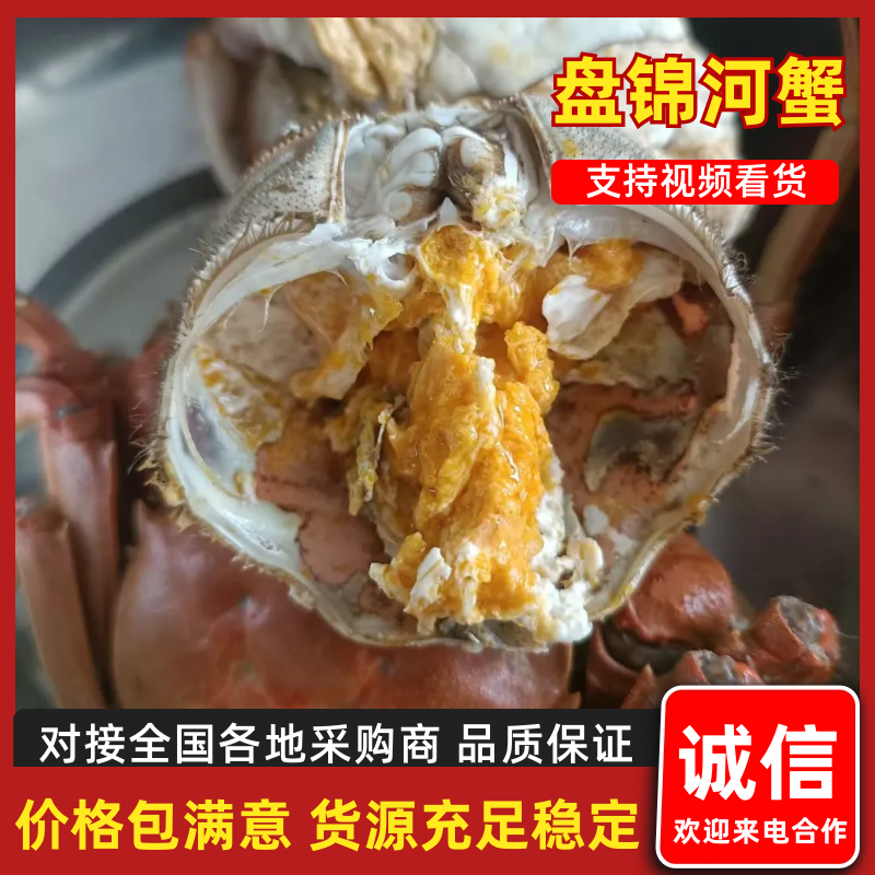 盘锦河蟹基地直销量大质优价格优惠一手货源欢迎采购