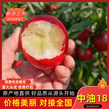 油桃:山东中油18水晶桃:对接各大渠道质量保证诚信代办