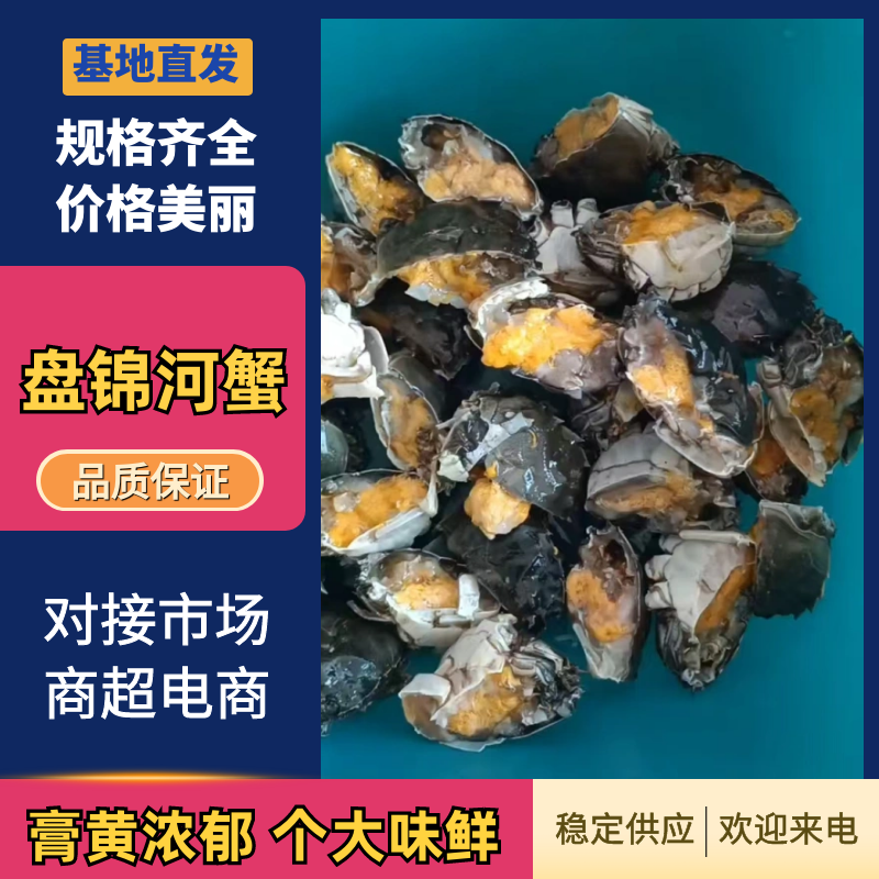 盘锦河蟹稻田河蟹自产自销一手货源直发批发全国各地