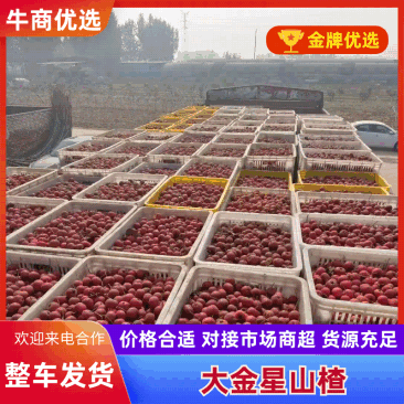 大金星山楂【供应：打浆果、切片、果铺加工货源】鲁西山楂