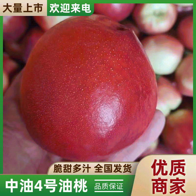 油桃:山东油桃中油4号:代收代发全国各地市场对接电商团购