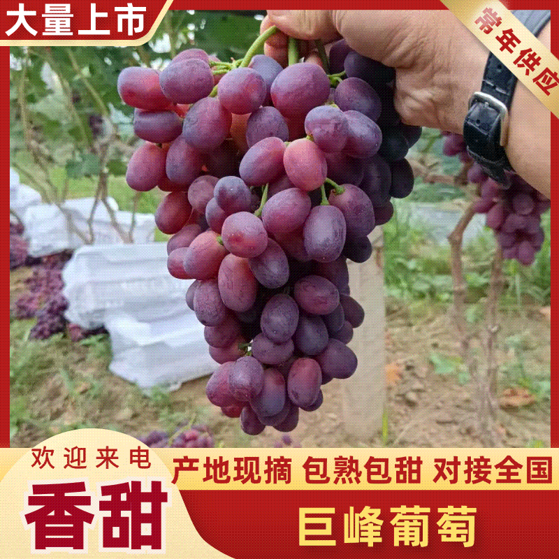巨峰葡萄【直供连锁超市、批发客商商超、冠县唐寺葡萄基地】