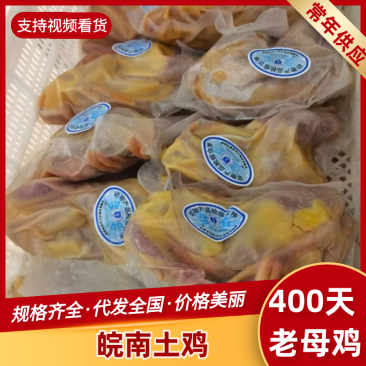 皖南土鸡400天老母鸡，对接电商，皮黄油厚，欢迎合作洽谈