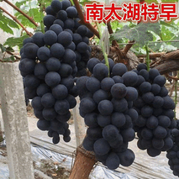 南太湖特早葡萄/江苏新沂产地/现摘现发/欢迎来电洽谈合作