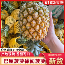 【热卖推荐】菠萝现货量大从优欢迎选购对接全国市场