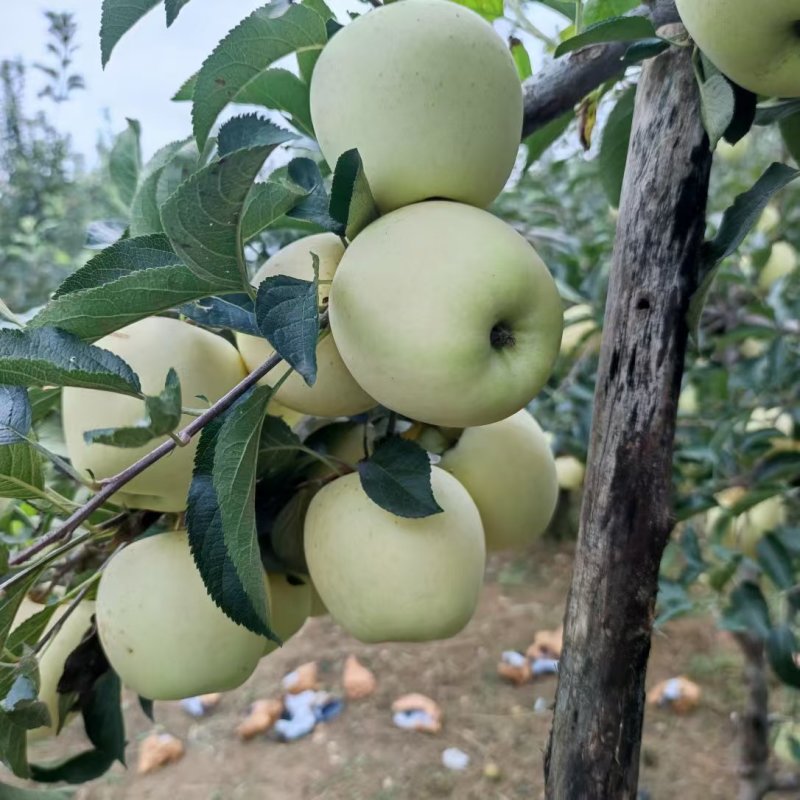 山东华硕苹果产地一手货源，大吨位供货，对接全国电商市场