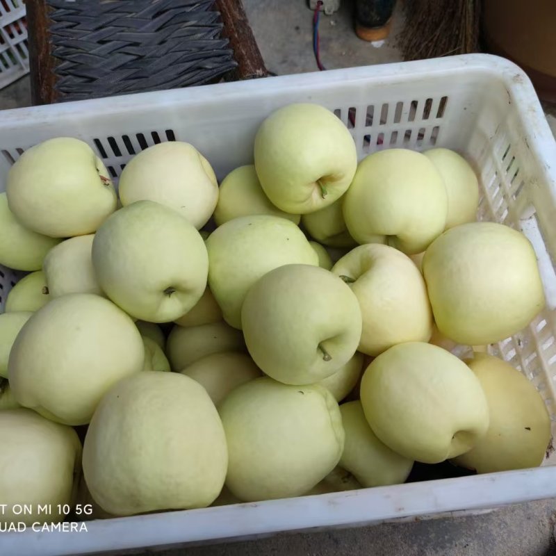 山东华硕苹果产地一手货源，大吨位供货，对接全国电商市场