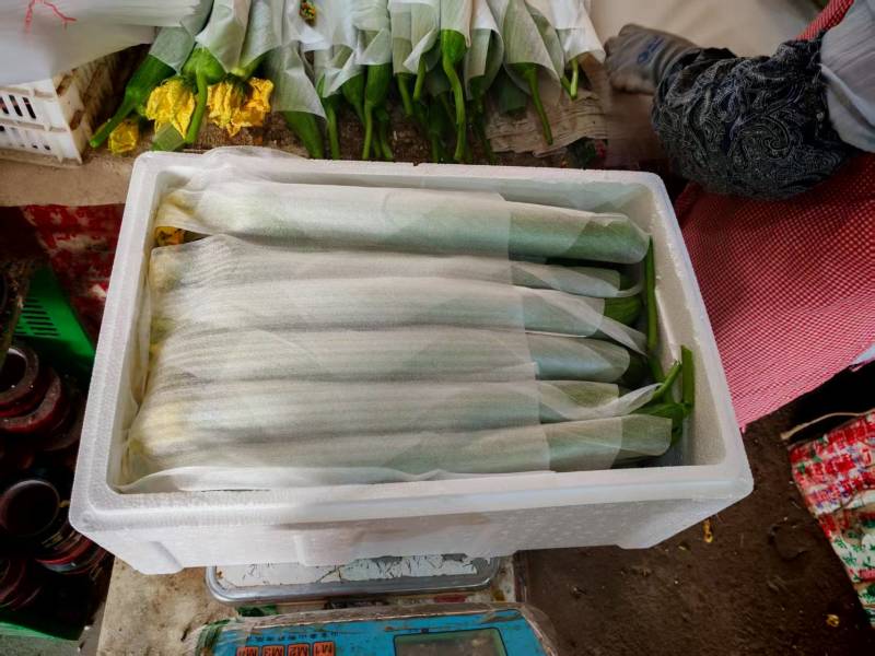 山东寿光鲜花丝瓜，大量上市，品质保证量大从优可电话详谈
